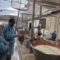 Produksjon av Parmesan