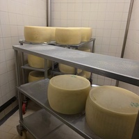 Fersk Parmesan klar for lagring